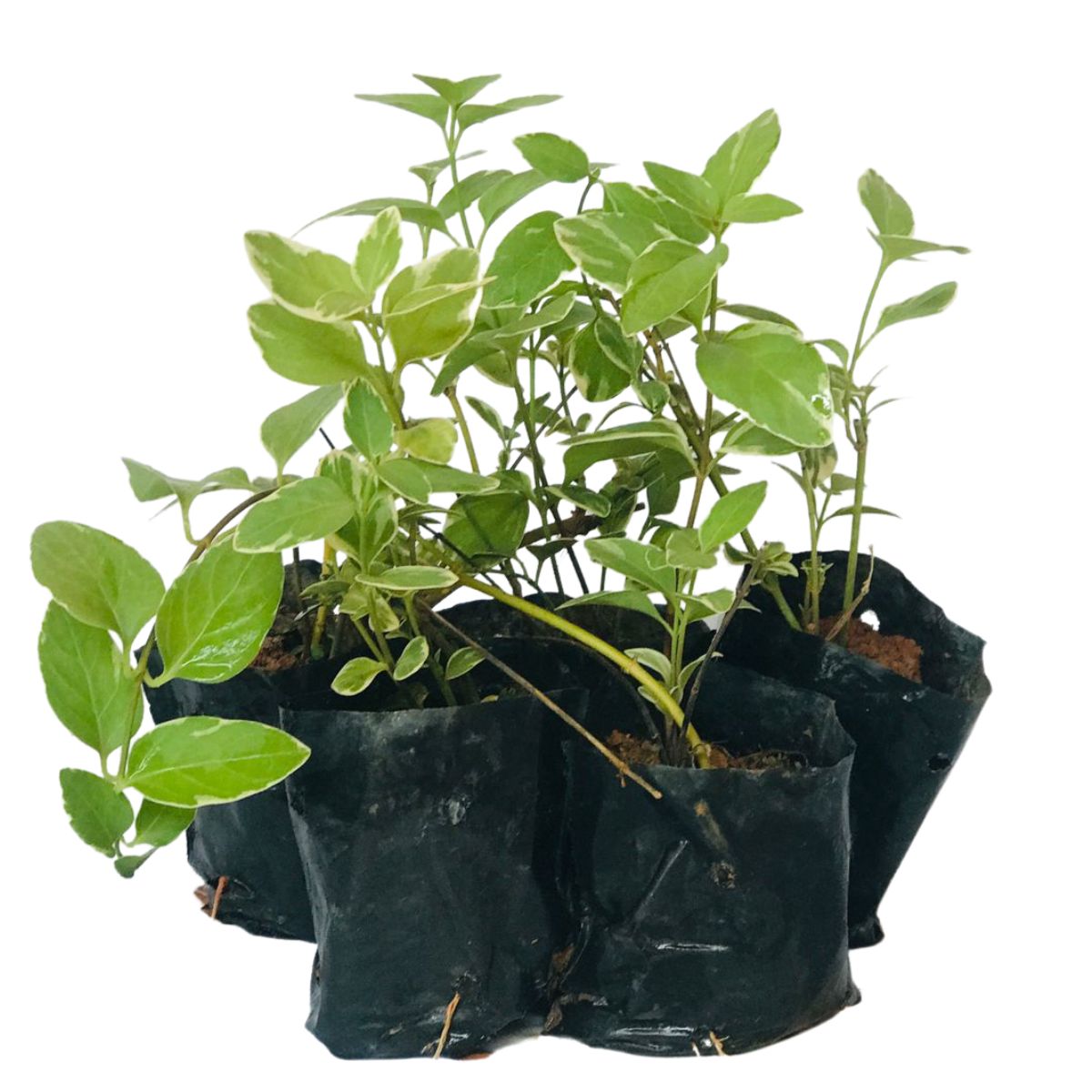 Vinca Pendente, Vinca minor, Vinca major No Saquinho - Imagem 4