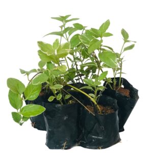 Vinca Pendente, Vinca minor, Vinca major No Saquinho
