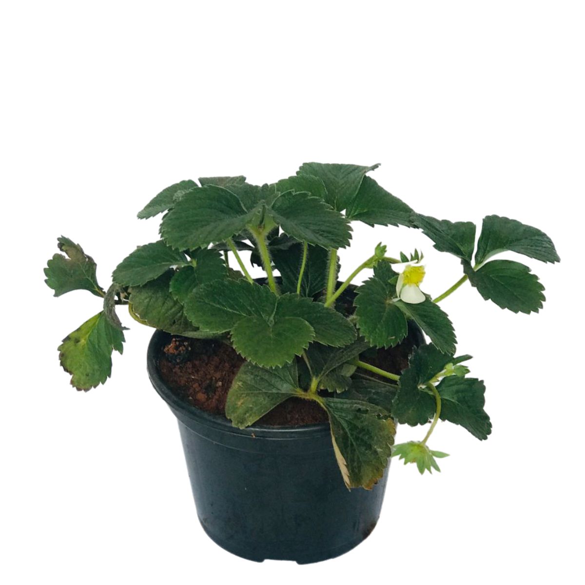 Muda de Morango, Morangueiro (Fragaria vesca) Pote 14 - Imagem 3