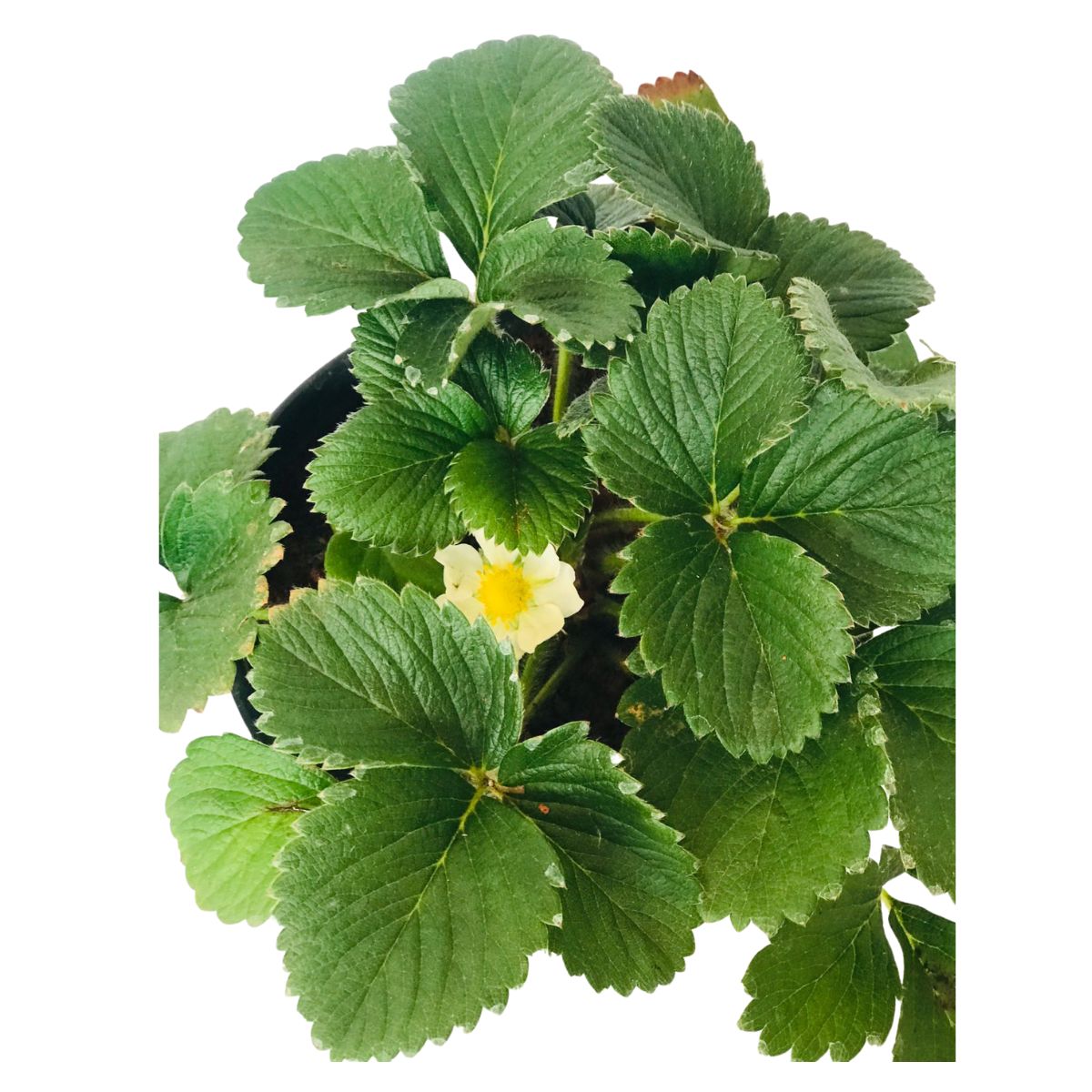 Muda de Morango, Morangueiro (Fragaria vesca) Pote 14 - Imagem 4
