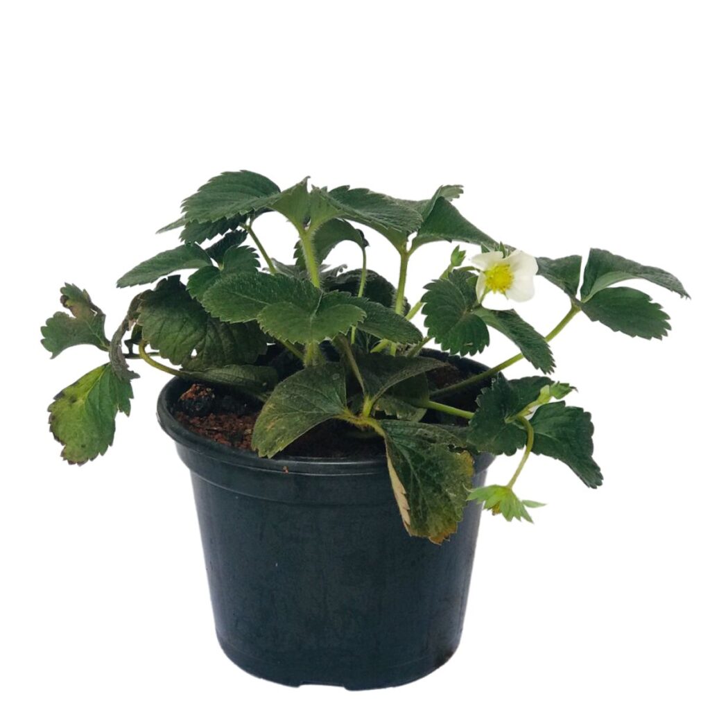 Muda de Morango, Morangueiro (Fragaria vesca) Pote 14