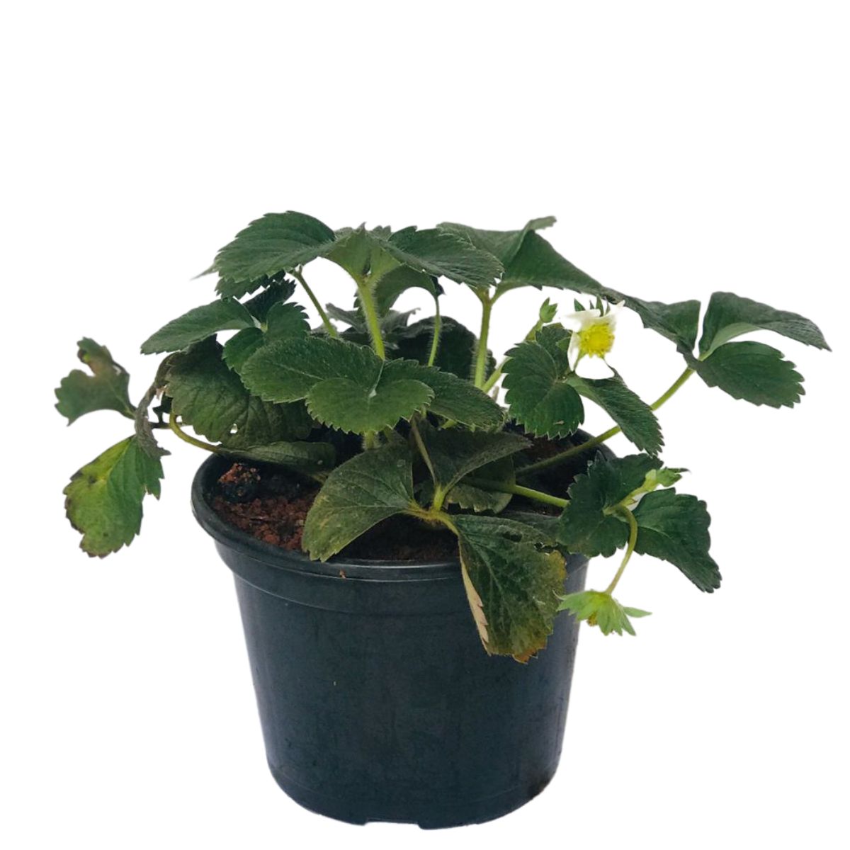 Muda de Morango, Morangueiro (Fragaria vesca) Pote 14 - Imagem 2