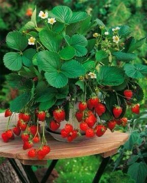 Muda de Morango, Morangueiro (Fragaria vesca) Pote 14 - Imagem 5