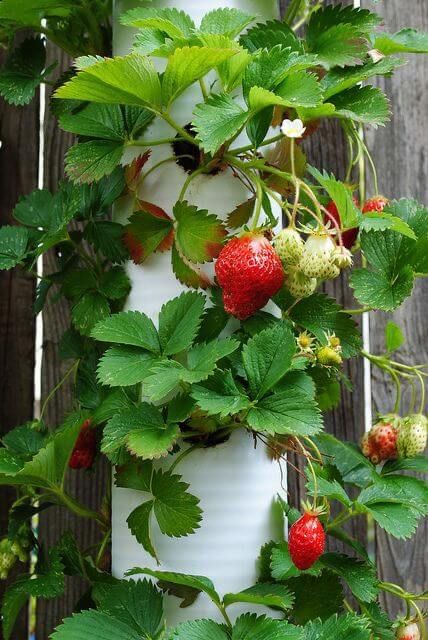 Muda de Morango, Morangueiro (Fragaria vesca) Pote 14 - Imagem 6