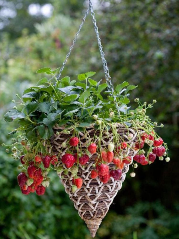 Muda de Morango, Morangueiro (Fragaria vesca) Pote 14 - Imagem 8