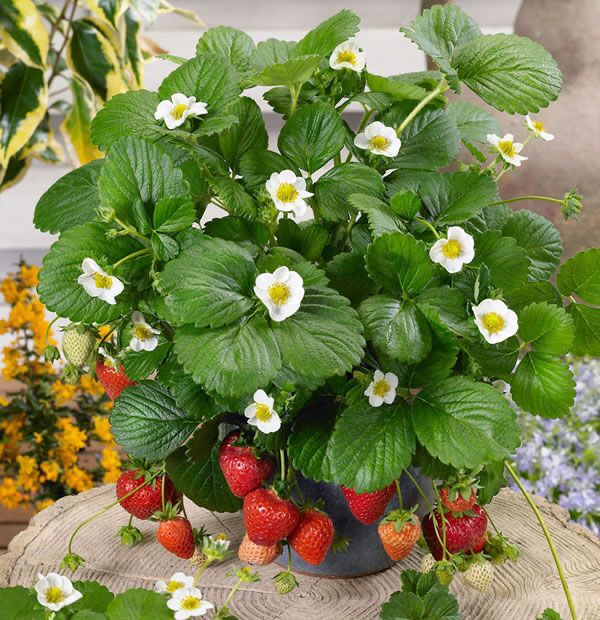 Muda de Morango, Morangueiro (Fragaria vesca) Pote 14 - Imagem 7