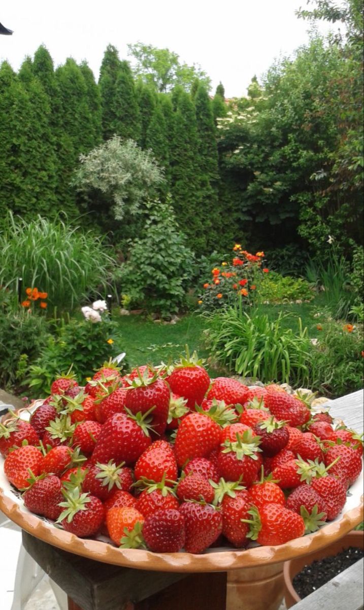 Muda de Morango, Morangueiro (Fragaria vesca) Pote 14 - Imagem 9