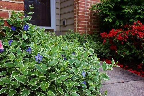 Vinca Pendente, Vinca minor, Vinca major No Saquinho - Imagem 5