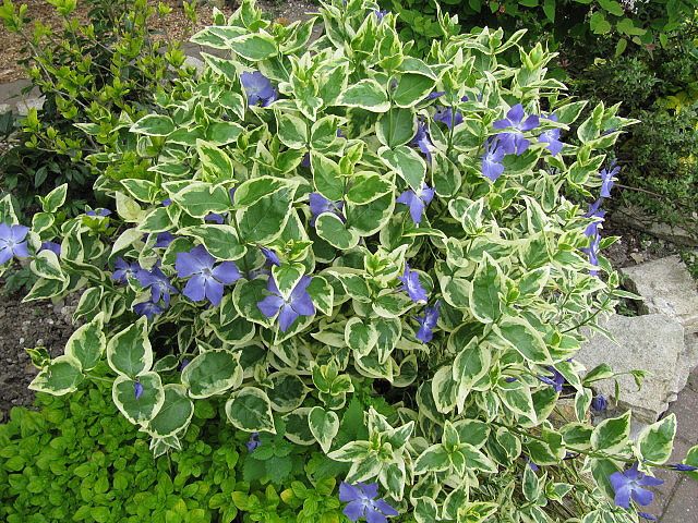 Vinca Pendente, Vinca minor, Vinca major No Saquinho - Imagem 6