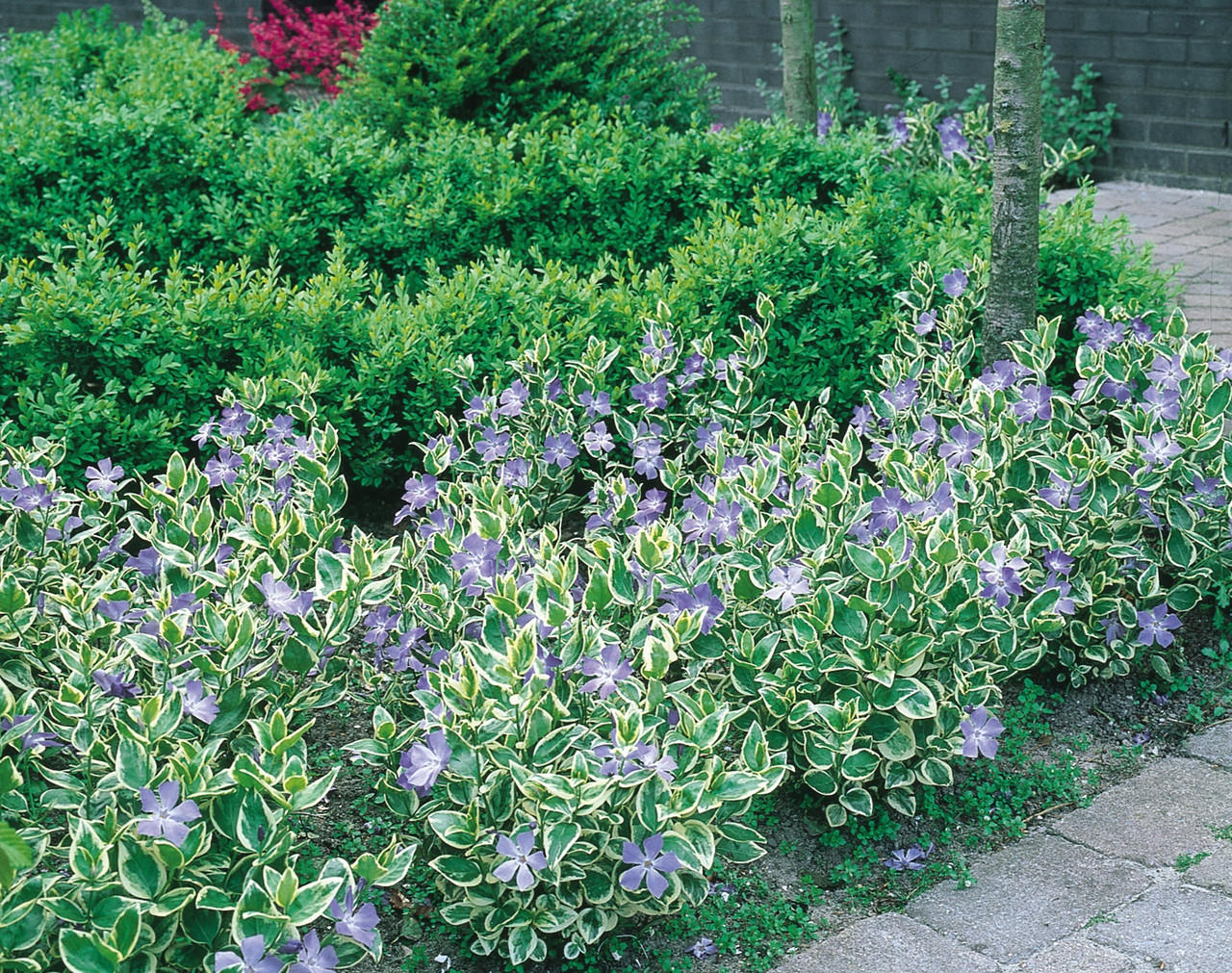 Vinca Pendente, Vinca minor, Vinca major No Saquinho - Imagem 7