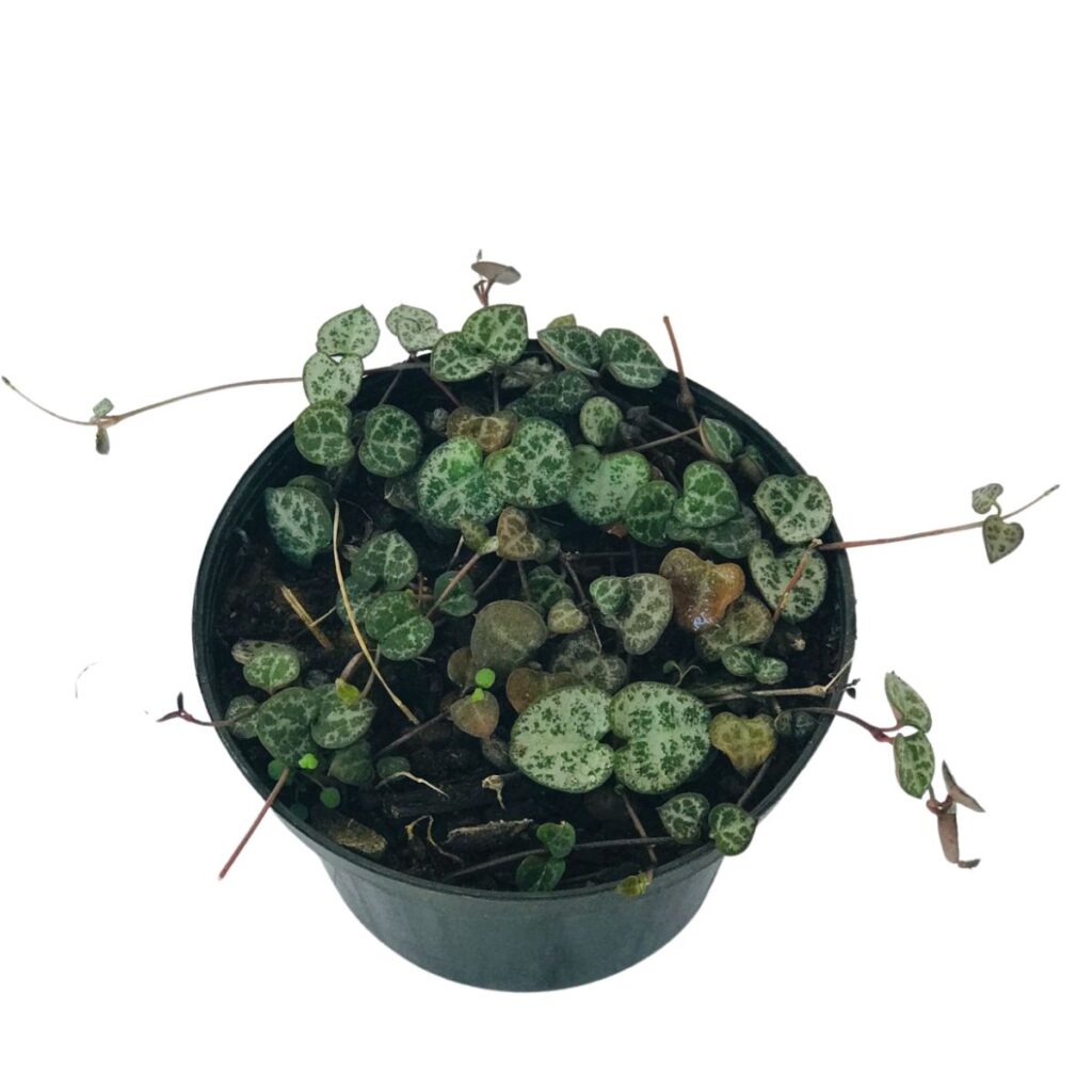Suculenta Pendente Coração Emaranhado  Pote 11