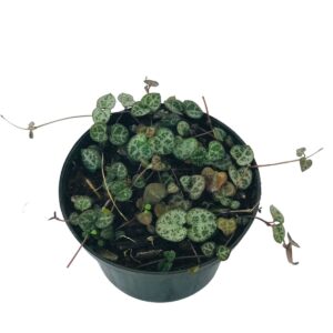 Suculenta Pendente Coração Emaranhado Pote 11