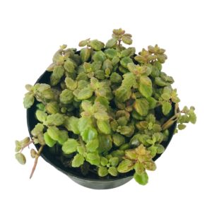 Suculenta Colar-de-Boldinho - Plectranthus Prostratus Pote 11