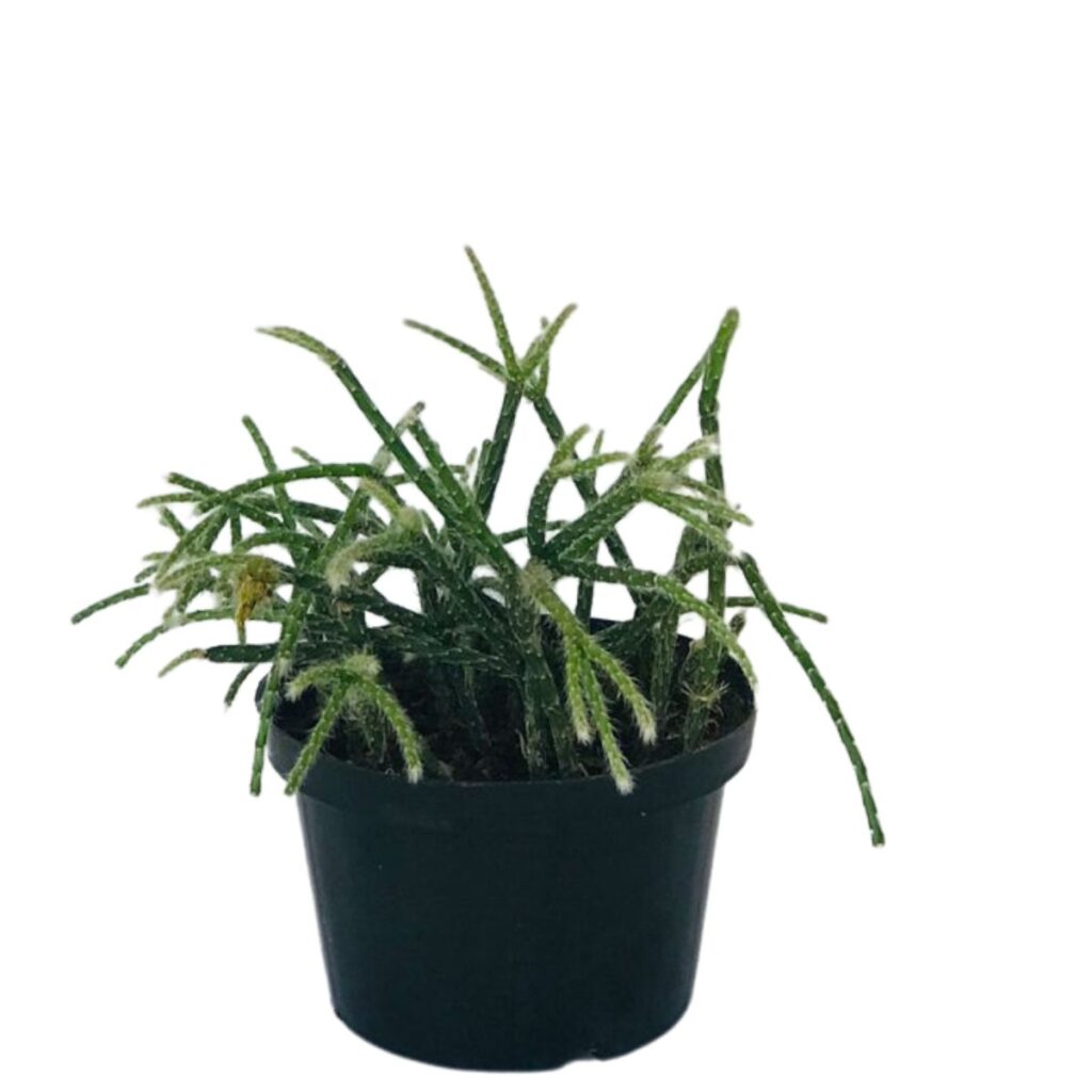 Suculenta Cacto Rhipsalis Pilocarpa Pendente no Pote 11
