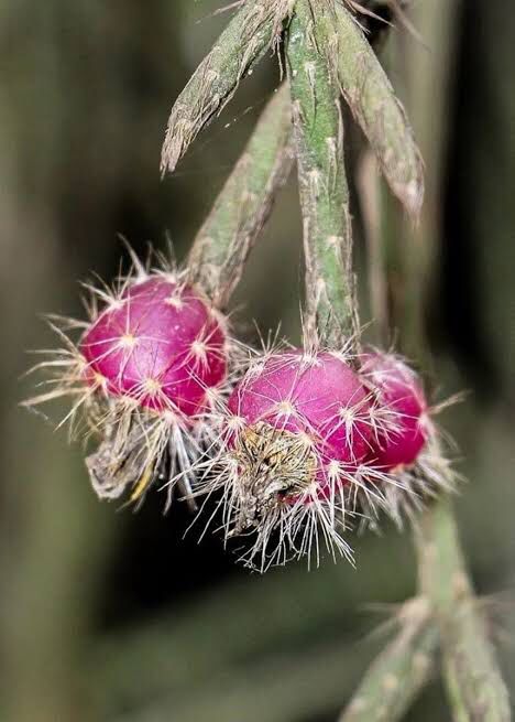 Suculenta Cacto Rhipsalis Pilocarpa Pendente no Pote 11 - Imagem 5