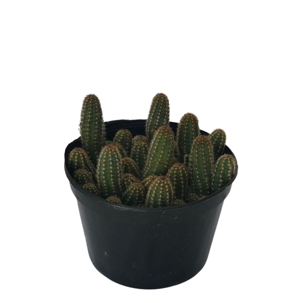 Suculenta Cacto Amendoim Echinopsis chamaecereus Pote 11