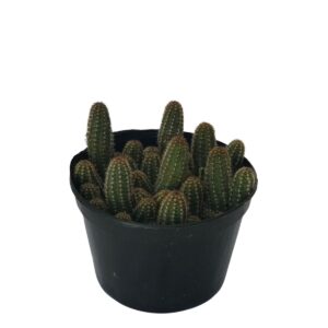 Suculenta Cacto Amendoim Echinopsis chamaecereus Pote 11