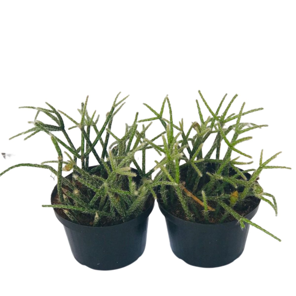 Suculenta Cacto Rhipsalis Pilocarpa Pendente no Pote 11 - Imagem 3