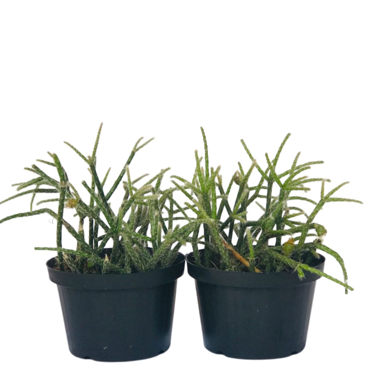 Suculenta Cacto Rhipsalis Pilocarpa Pendente no Pote 11 - Imagem 2