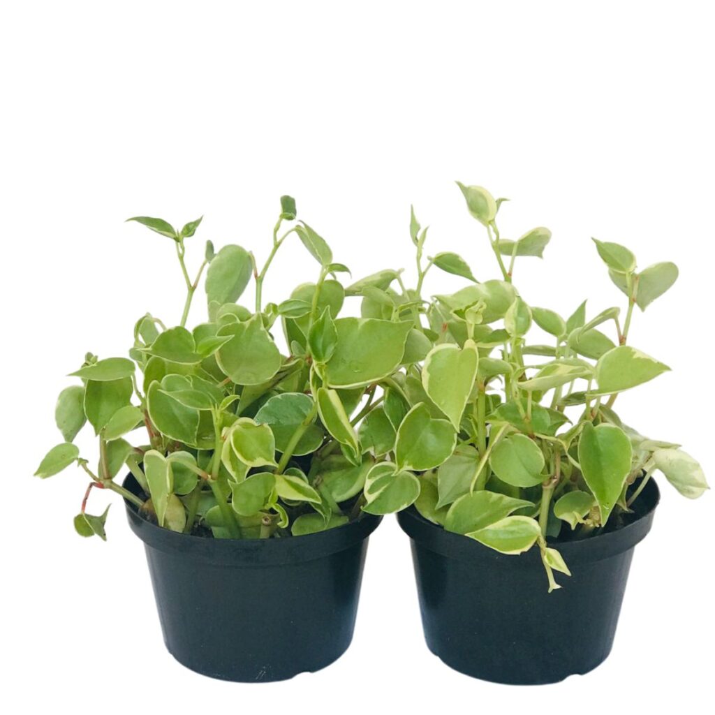 2 Peperômia-pendente ou filodendro scandens Variegata PT 11
