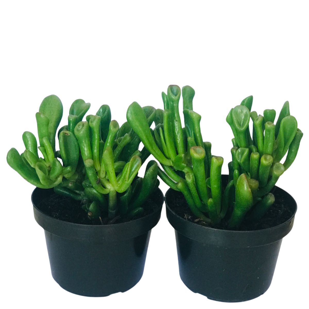 Suculenta Orelha de Shrek - Crassula Ovata Gollum Pote 11 - Imagem 2