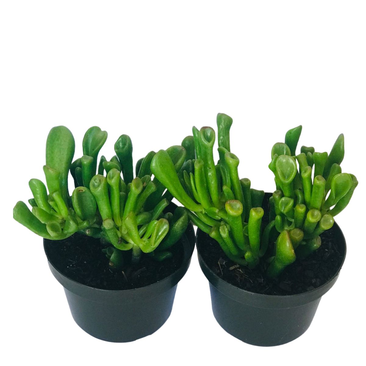 Suculenta Orelha de Shrek - Crassula Ovata Gollum Pote 11 - Imagem 3