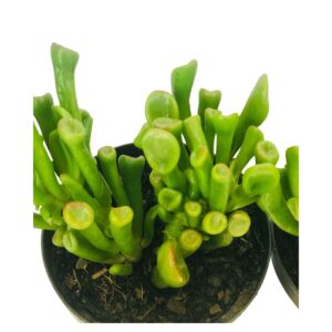Suculenta Orelha de Shrek - Crassula Ovata Gollum Pote 11