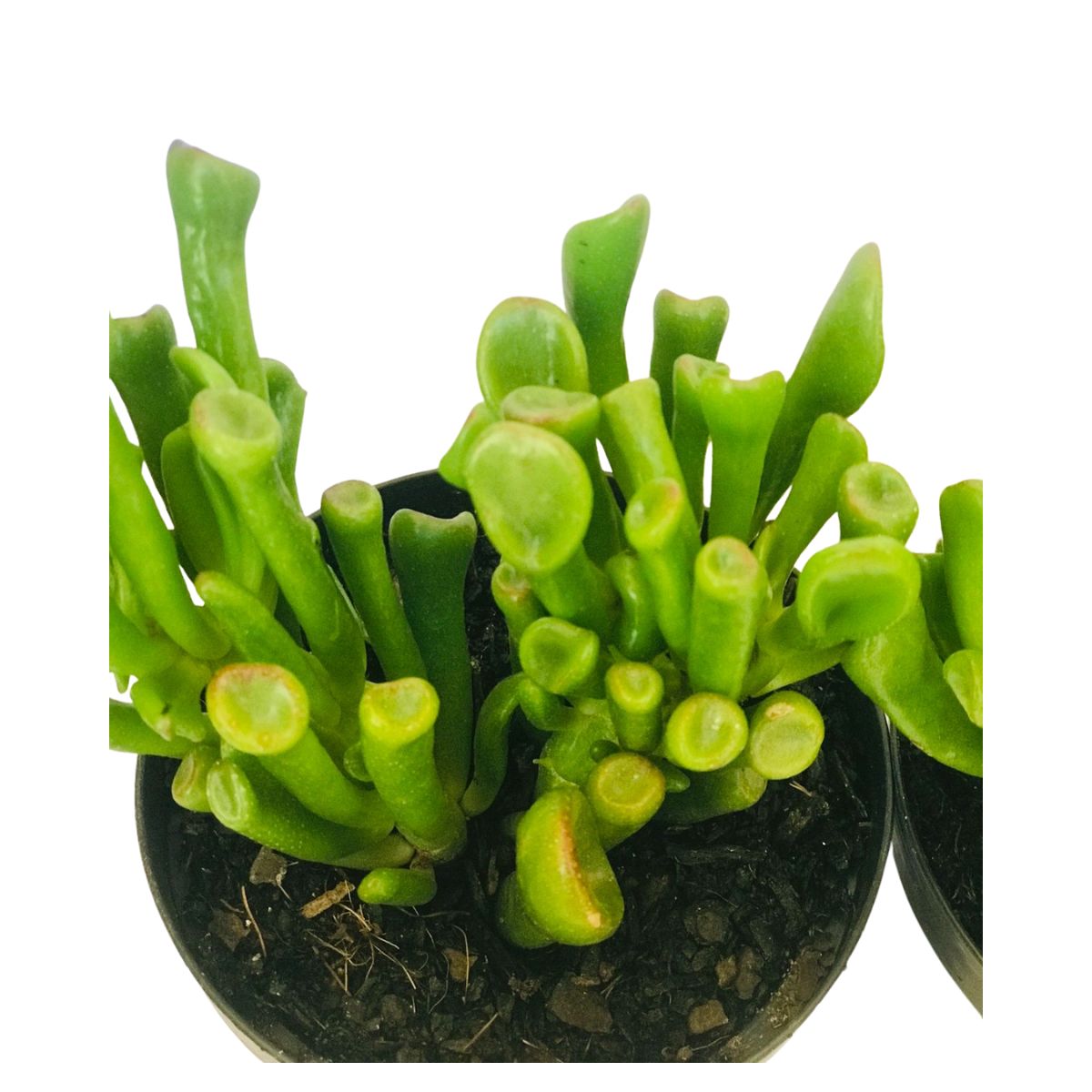 Suculenta Orelha de Shrek - Crassula Ovata Gollum Pote 11