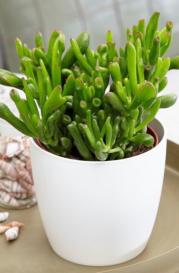Suculenta Orelha de Shrek - Crassula Ovata Gollum Pote 11 - Imagem 6