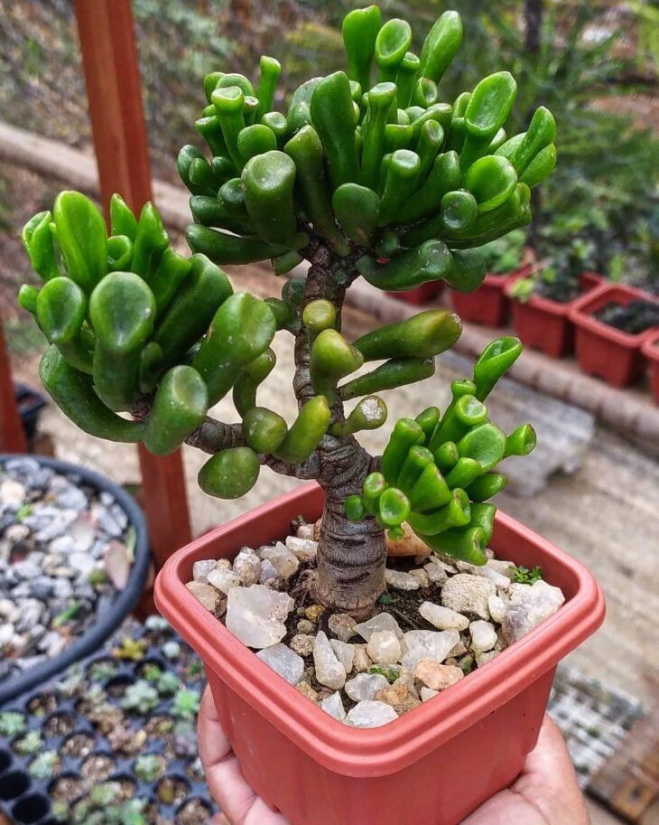 Suculenta Orelha de Shrek - Crassula Ovata Gollum Pote 11 - Imagem 5