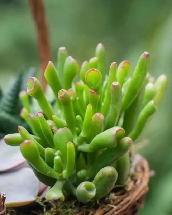 Suculenta Orelha de Shrek - Crassula Ovata Gollum Pote 11 - Imagem 4