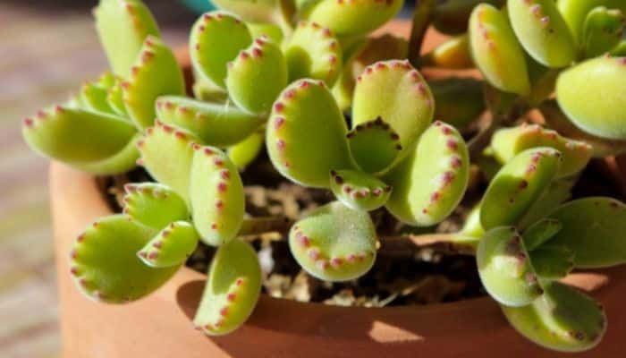 Suculenta Patinha de Urso - Cotyledon Tomentosa Pote 11