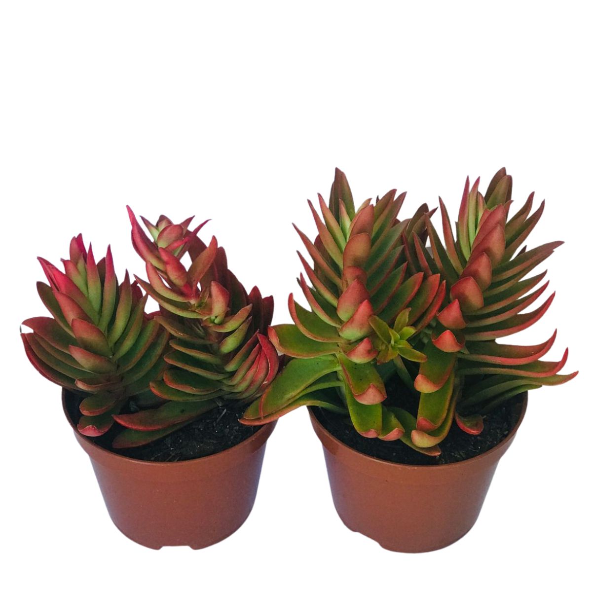 Suculenta Camarão ou Fogueira Crassula Capitella Pote 11 - Imagem 3