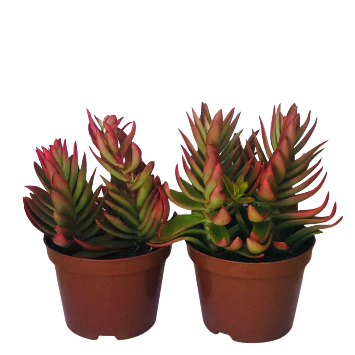 Suculenta Camarão ou Fogueira Crassula Capitella Pote 11 - Imagem 2