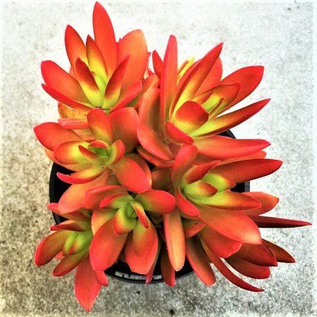 Suculenta Camarão ou Fogueira Crassula Capitella Pote 11