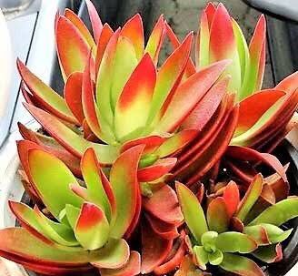 Suculenta Camarão ou Fogueira Crassula Capitella Pote 11 - Imagem 4