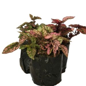 Confete- Hypoestes, fitonia phyllostachya no Saquinho