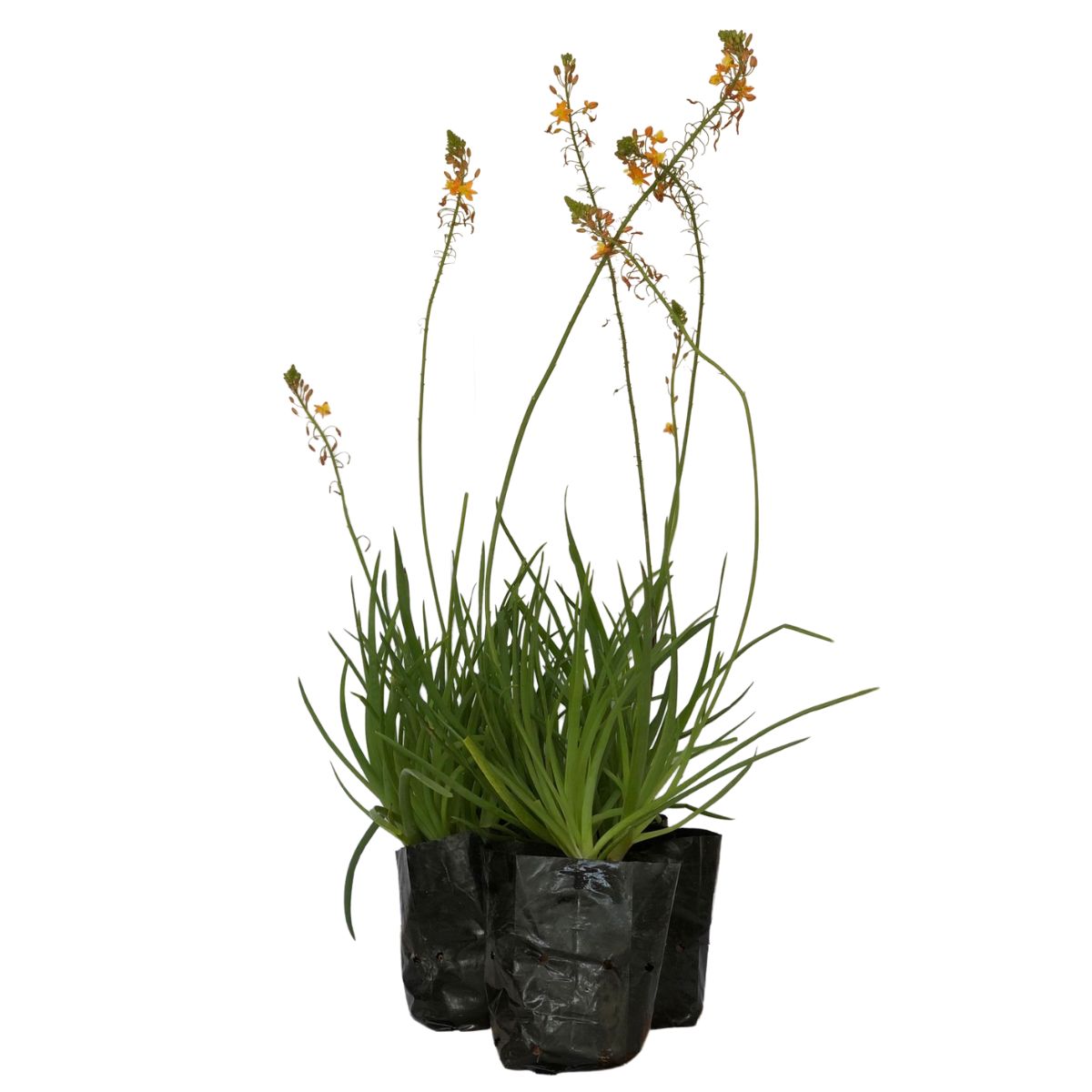 Bulbine (Bulbine frutescens) no Saquinho - Imagem 2