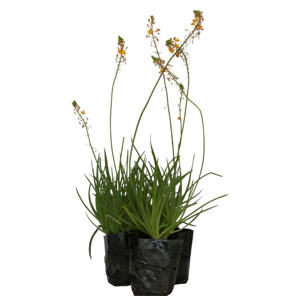 Bulbine (Bulbine frutescens) no Saquinho