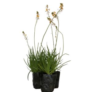 Bulbine (Bulbine frutescens) no Saquinho