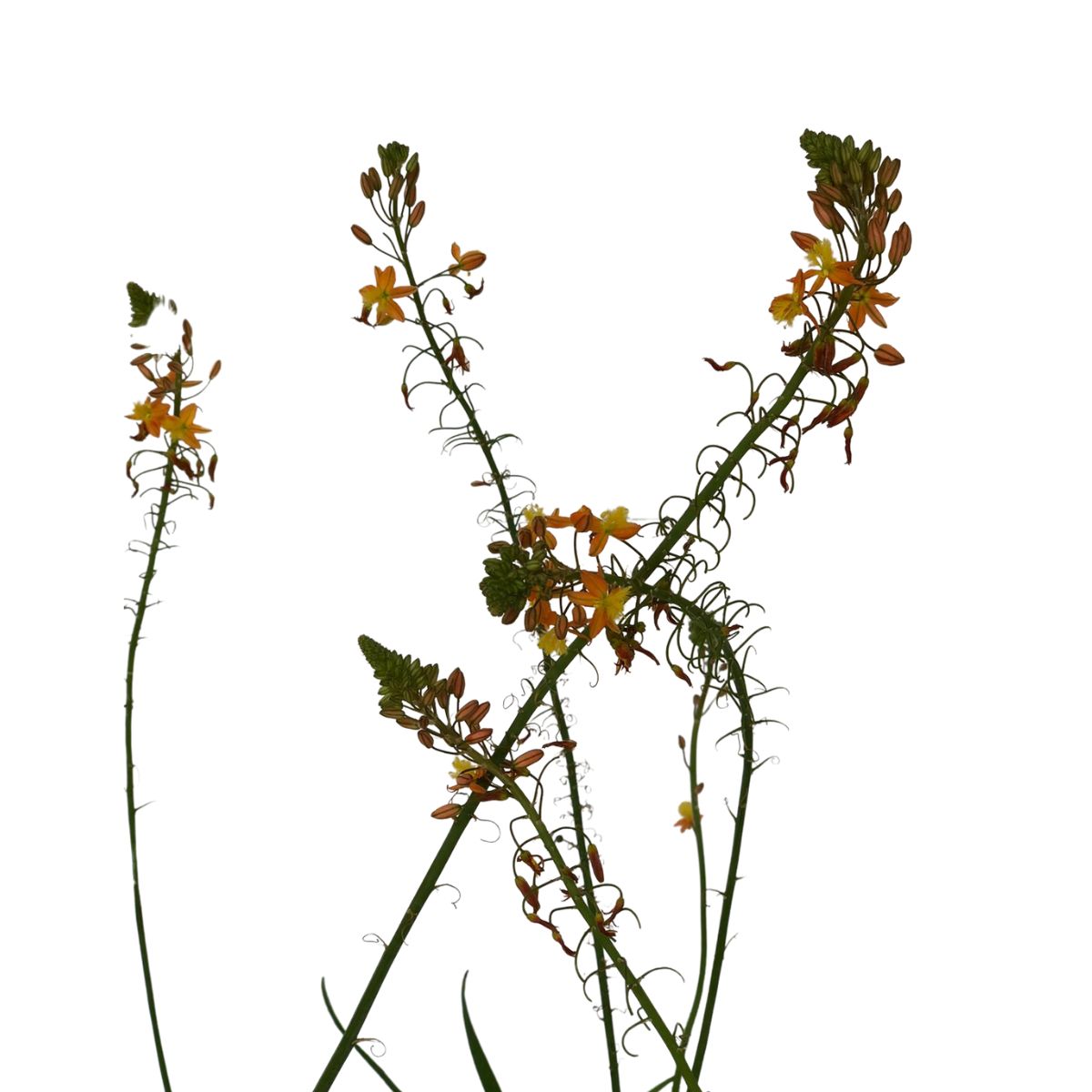 Bulbine (Bulbine frutescens) no Saquinho - Imagem 3