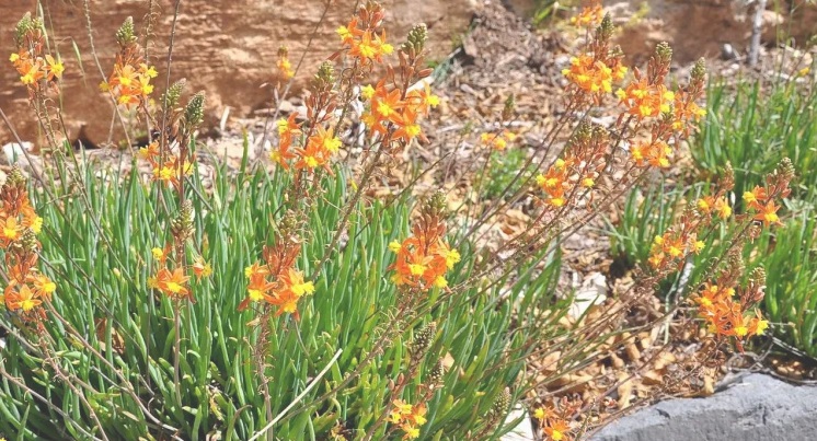 Bulbine (Bulbine frutescens) no Saquinho - Imagem 4