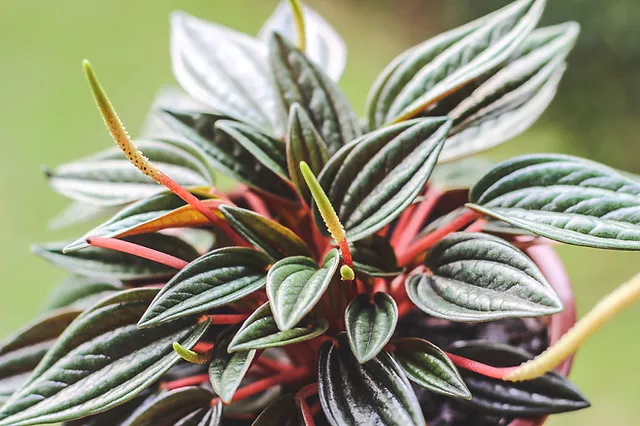 Peperomia Caperata Rosso  - Pote 11