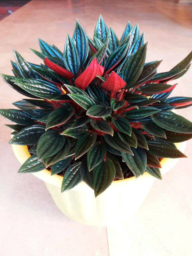 Peperomia Caperata Rosso - Pote 11 - Imagem 3