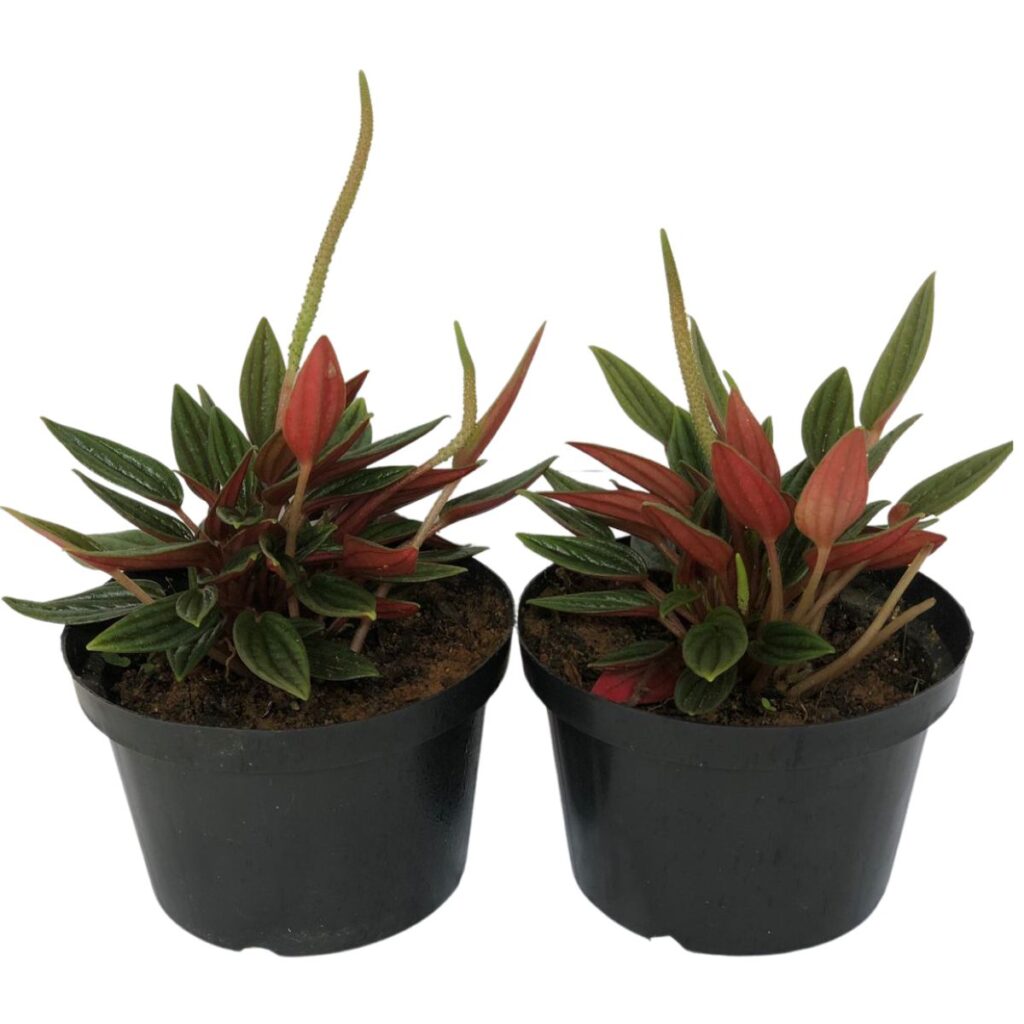 2 Mudas Peperomia Caperata Rosso  - Pote 11