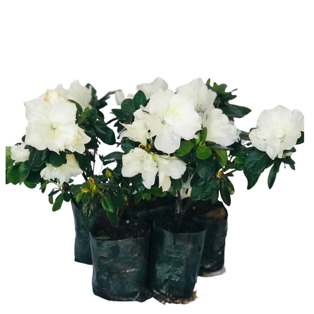 Mini Azaléia Dobrada Flor Branca - Mudas no Saquinho