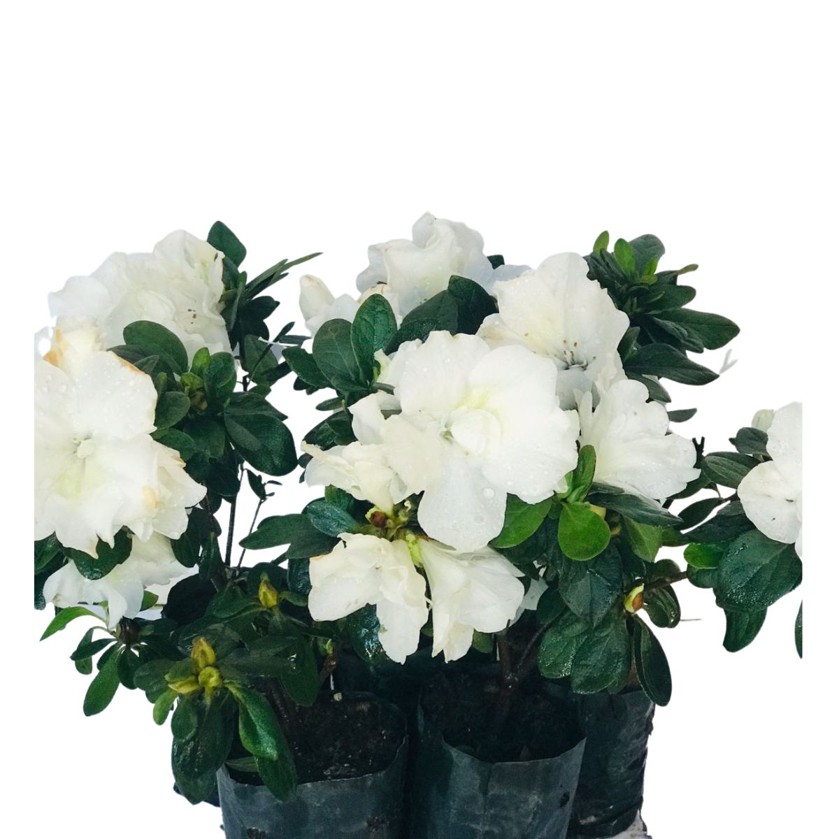 Mini Azaléia Dobrada Flor Branca - Mudas no Saquinho - Imagem 2
