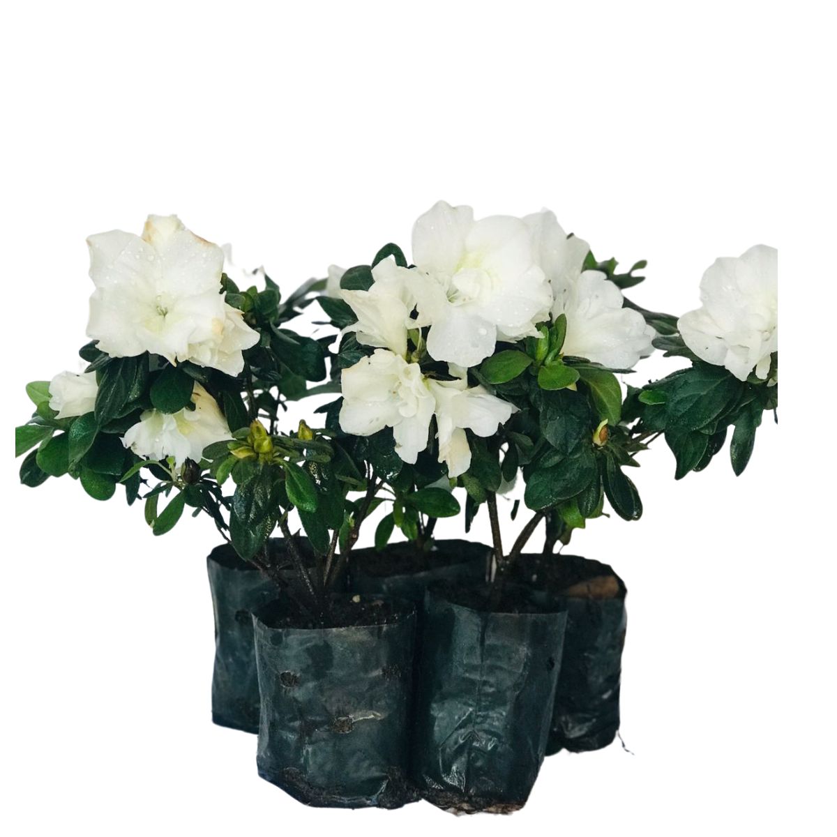 Mini Azaléia Dobrada Flor Branca - Mudas no Saquinho - Imagem 3