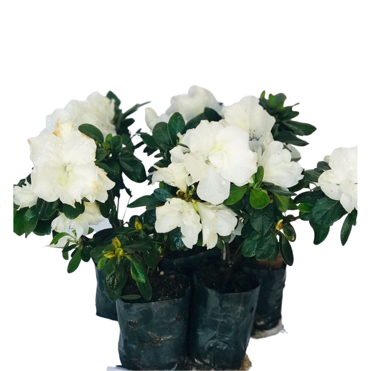 Mini Azaléia Dobrada Flor Branca - Mudas no Saquinho - Imagem 4