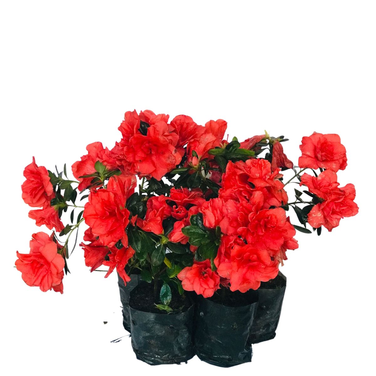Mini Azaléia Dobrada Flor Vermelha - Mudas no Saquinho - Imagem 2
